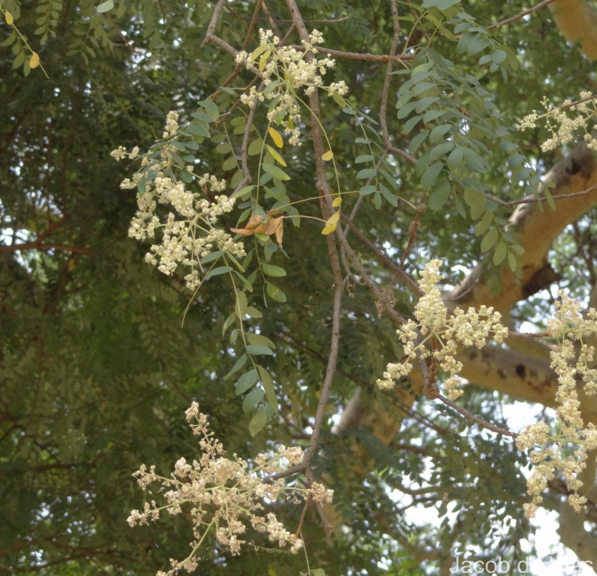 Chloroxylon swietenia DC.